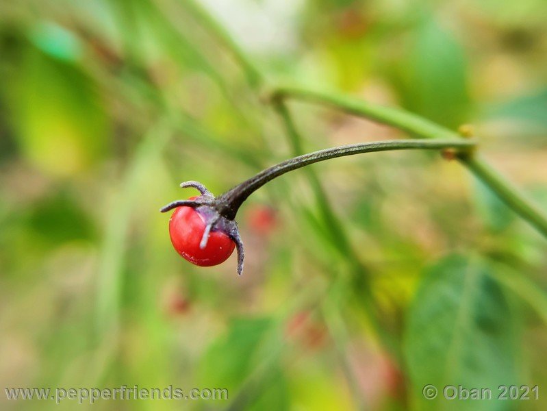 cardenasii-usda_005_frutto_06.jpg