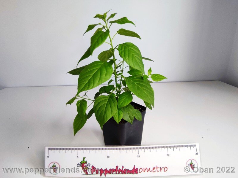 Capsicum_eximium_CGN_24332_001_04.jpg