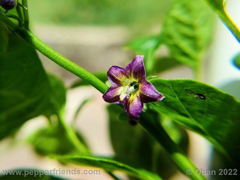 Capsicum_eximium_CGN_24332_001_06.jpg