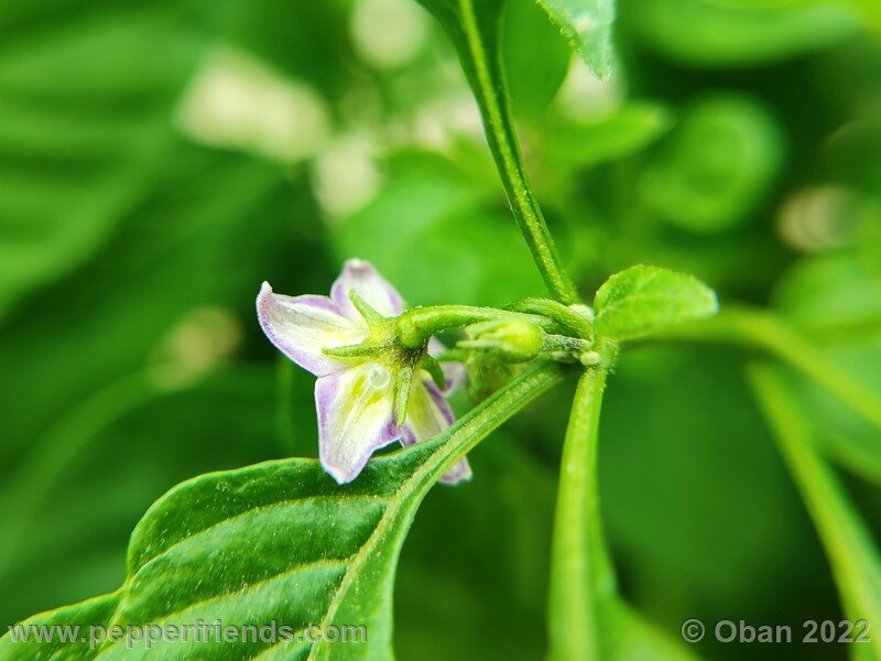 Capsicum_eximium_CGN_24332_001_11.jpg