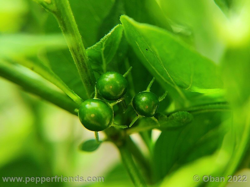 Capsicum_eximium_CGN_24332_001_12.jpg