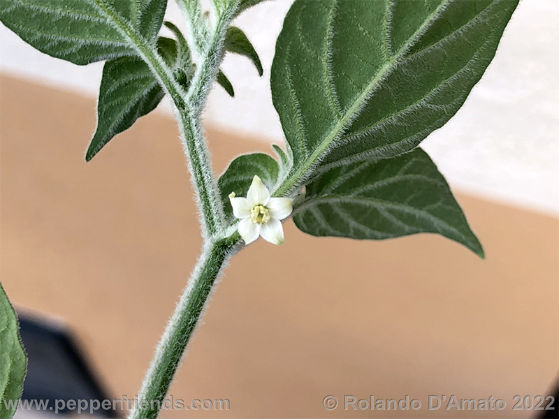 Capsicum-galapagoense_002_14_6.png.7dc524a59096671ead682b59027115f9.png.e8093110488f6c2fc34fc3757be6ff6a.png