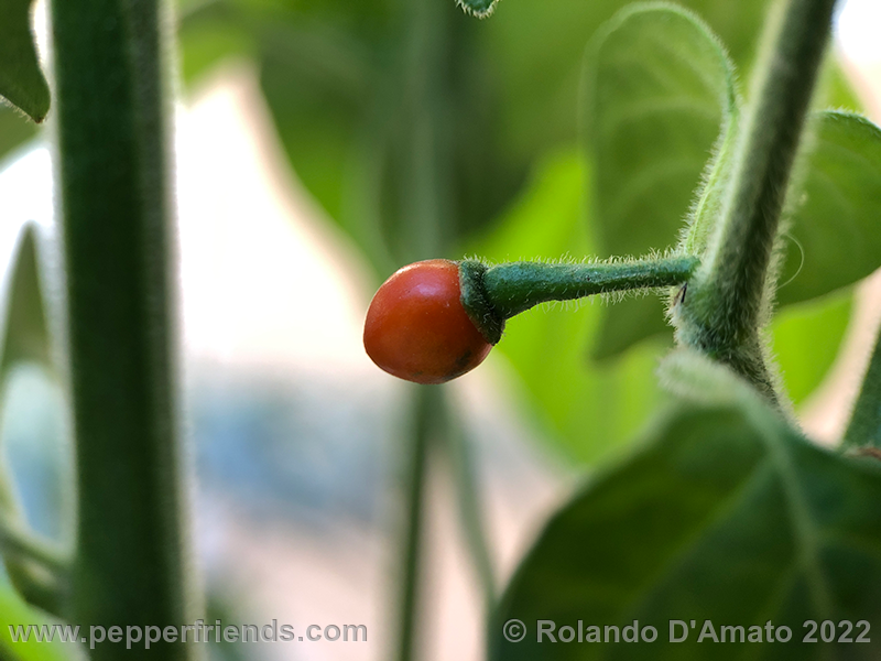 Capsicum-galapagoense_002_15_img_1342.png.93465b1f1d5e489feac0fbc7f46be1bb.png