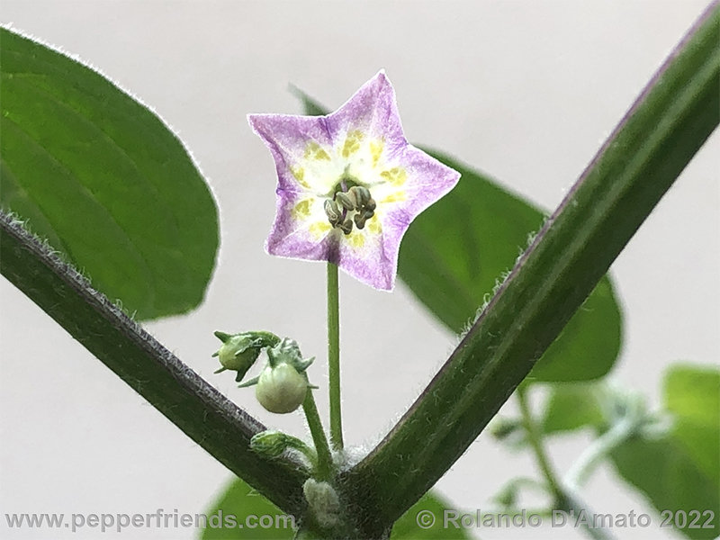 Capsicum-rabenii-br01_001_18_1_0016_11.png.e2c236c1dafbac4d0d87f702af416a70.jpg