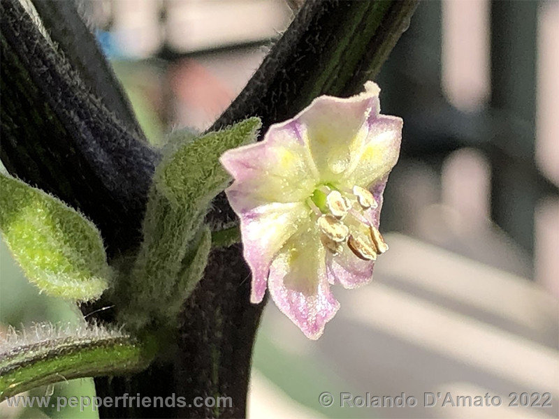 Capsicum-rabenii-br01_001_19_1_0006_fe67e938-9a2a-41e6-8a0d-311460334f92.jpeg.425a0b31b3d86e02e3bbf3f83061866e.jpg