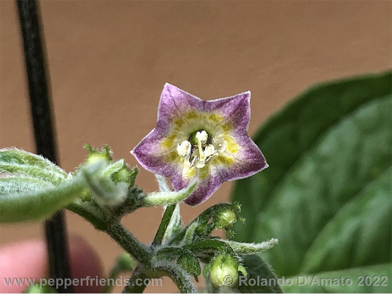 Capsicum-rabenii-br01_001_20_1_0008_cd88461a-d379-4a71-bf3b-bde1e1bc97cd.jpeg.3356b90804af9b6a764dc8adfa730a02.jpg