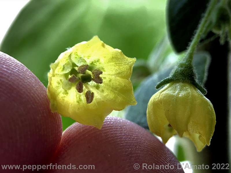 Capsicum-rhomboideum_006_15_10.jpg