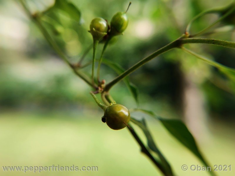 Capsicum-tovarii_003_frutto_03.jpg