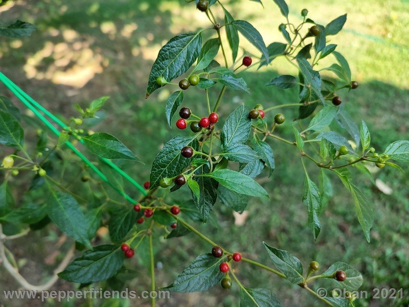 Capsicum-tovarii_003_pianta_11.jpg