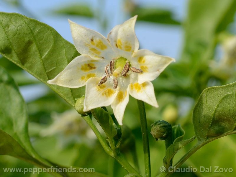 aji-amarillo_001_fiore_01.jpg