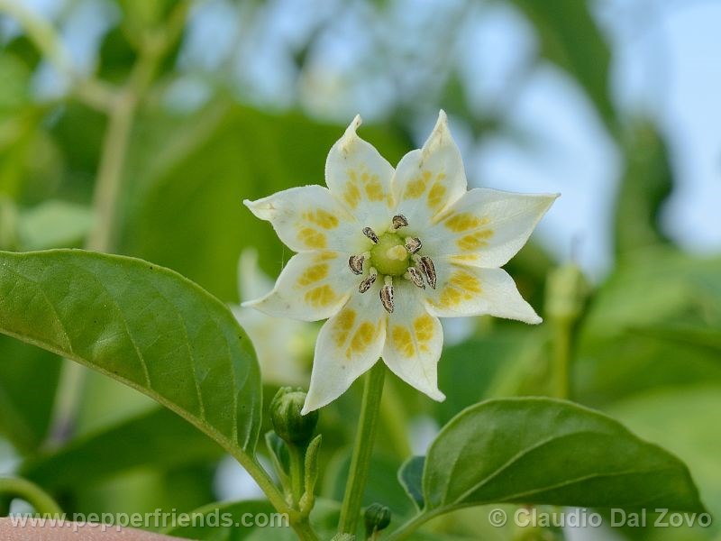 aji-amarillo_001_fiore_02.jpg