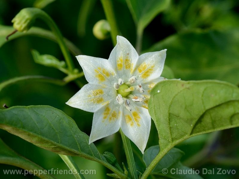 aji-amarillo_001_fiore_03.jpg