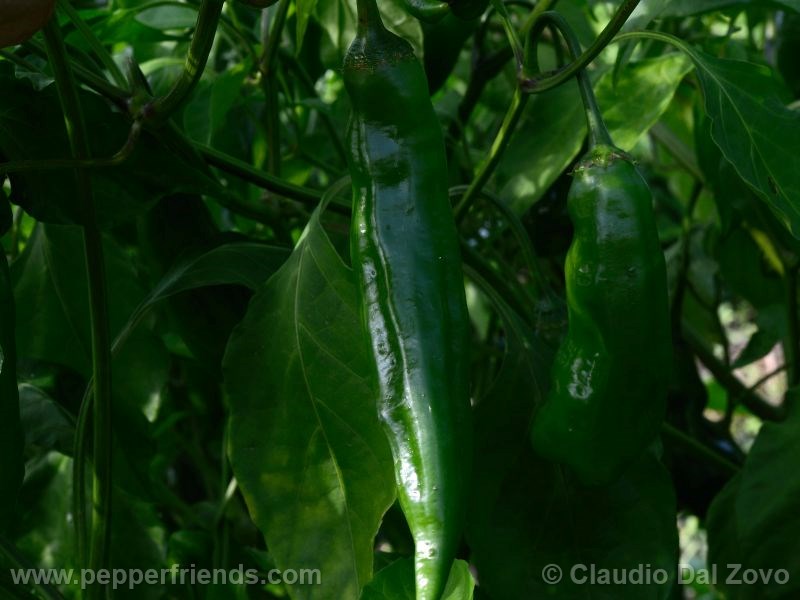 aji-amarillo_001_frutto_01.jpg