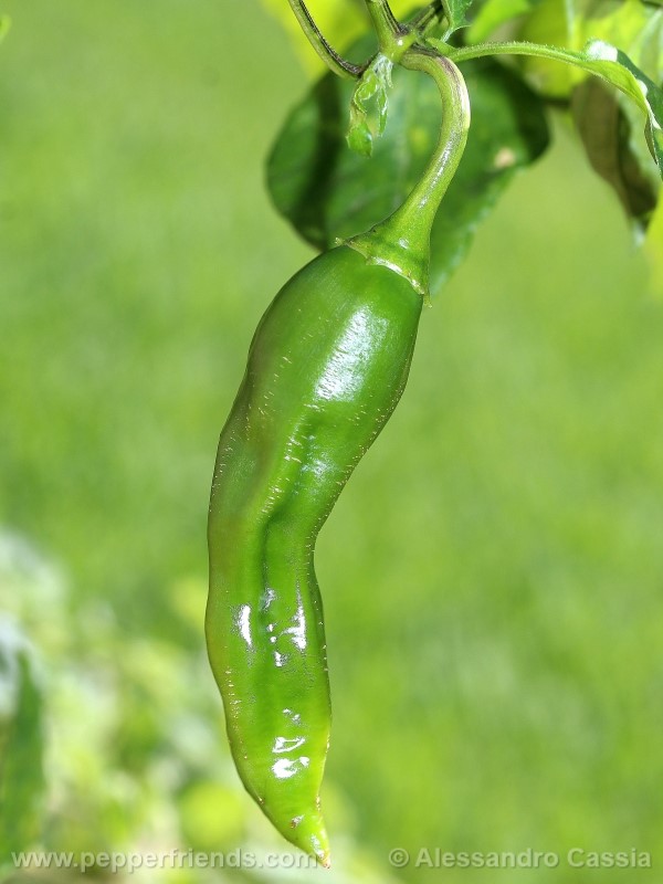 aji-amarillo_002_frutto_01.jpg