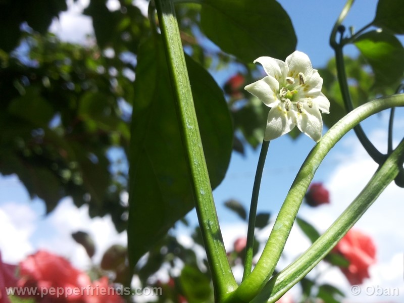 aji-amarillo_003_fiore_02.jpg