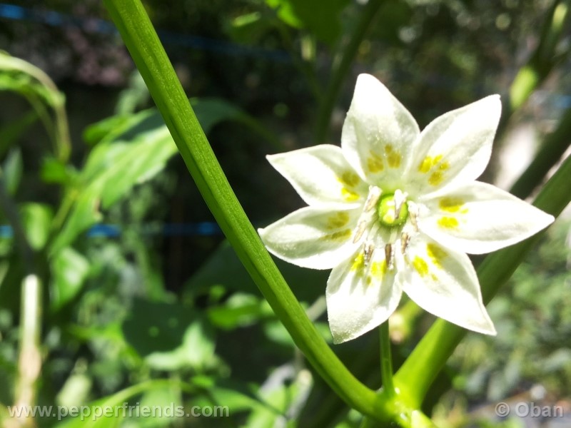 aji-amarillo_003_fiore_03.jpg