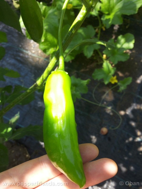 aji-amarillo_003_frutto_03.jpg