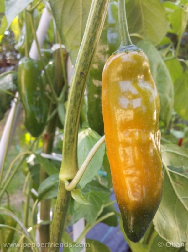 aji-amarillo_003_frutto_05.jpg