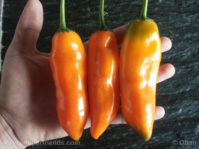 aji-amarillo_003_frutto_06.jpg