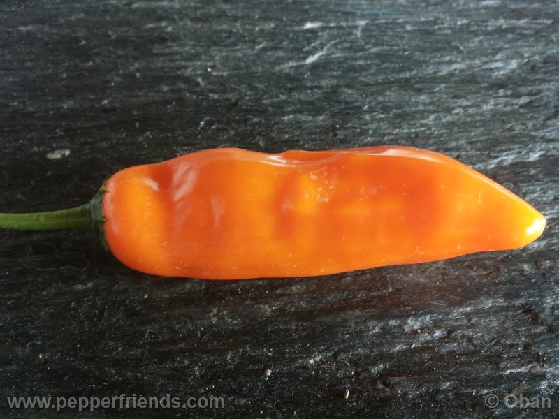 aji-amarillo_003_frutto_07.jpg