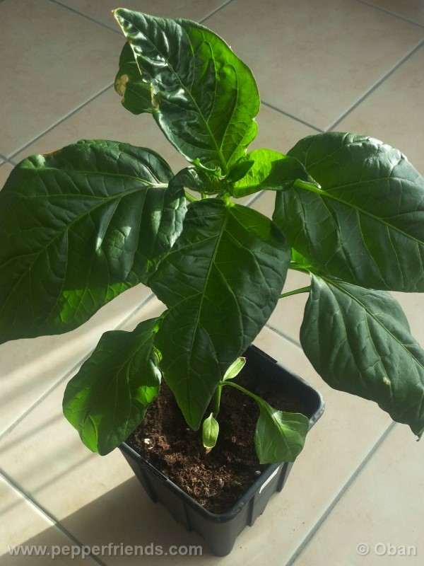 aji-amarillo_003_pianta_04.jpg