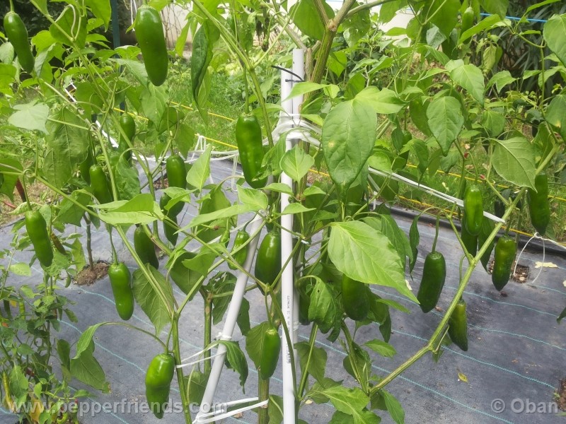 aji-amarillo_003_pianta_21.jpg