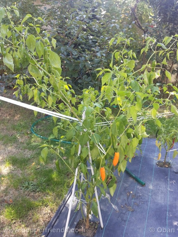 aji-amarillo_003_pianta_24.jpg