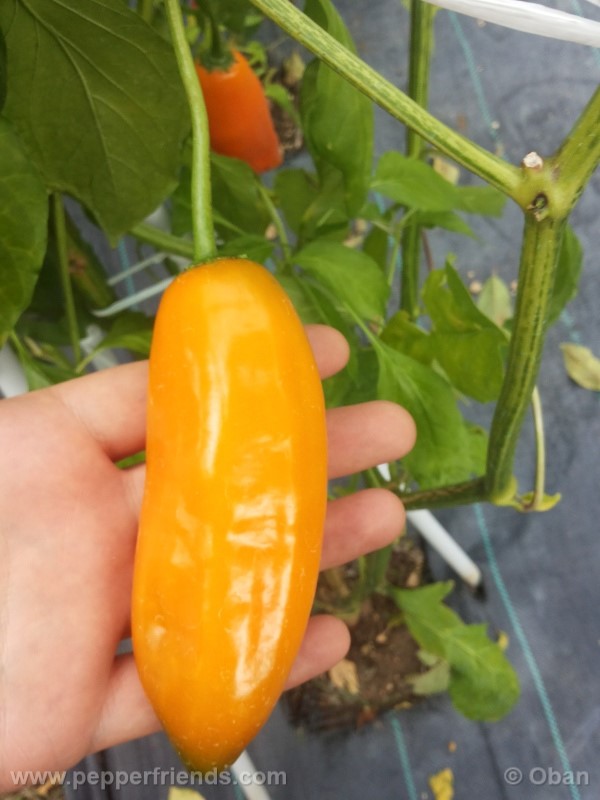 aji-amarillo_004_frutto_02.jpg