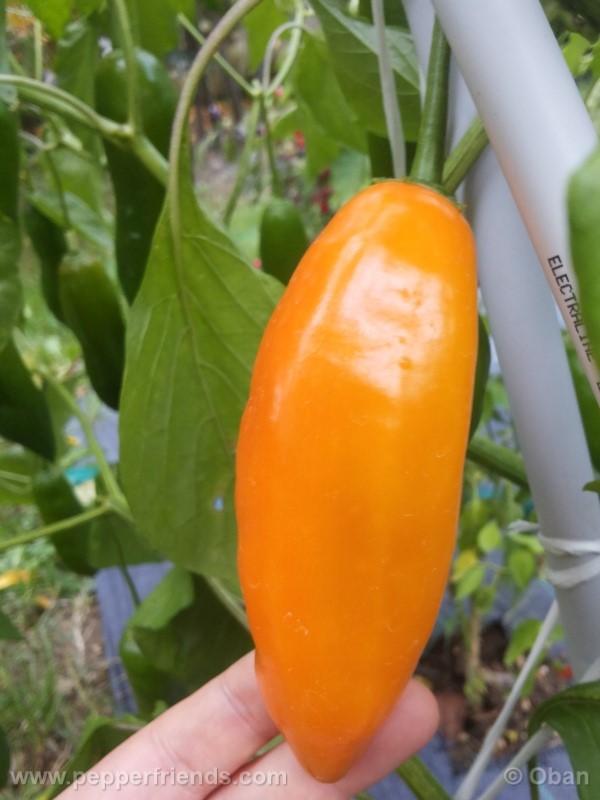 aji-amarillo_004_frutto_03.jpg