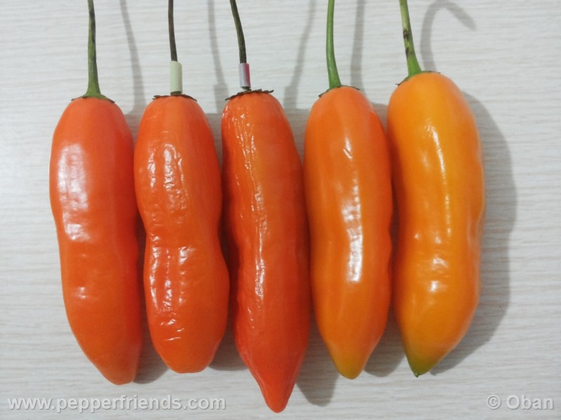 aji-amarillo_004_frutto_04.jpg