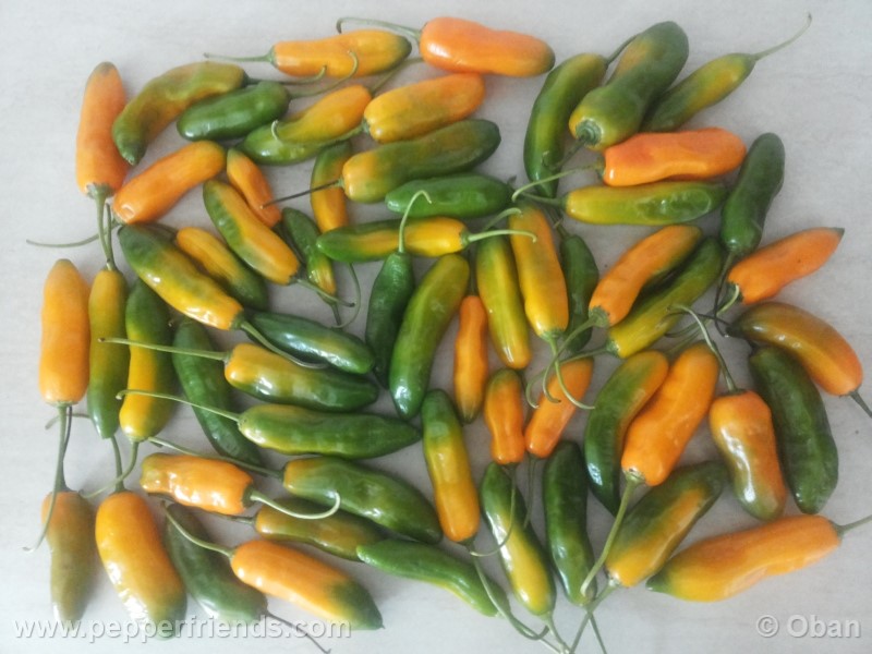 aji-amarillo_004_frutto_05.jpg