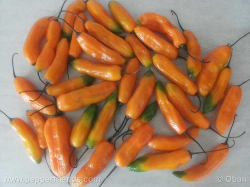 aji-amarillo_004_frutto_09.jpg