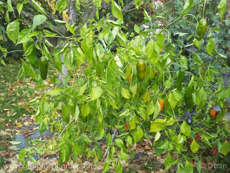 aji-amarillo_004_pianta_04.jpg