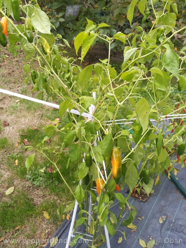 aji-amarillo_004_pianta_05.jpg