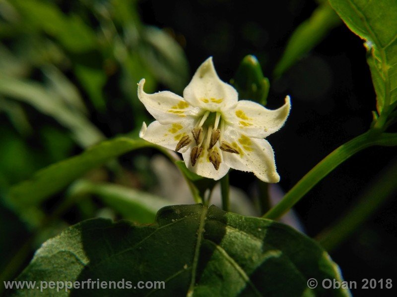 aji-amarillo_006_fiore_01.jpg