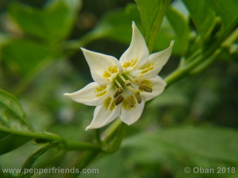 aji-amarillo_006_fiore_02.jpg