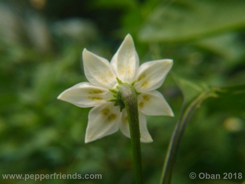 aji-amarillo_006_fiore_03.jpg