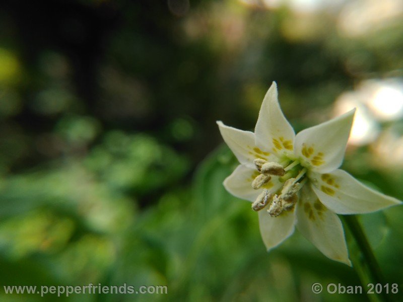 aji-amarillo_006_fiore_04.jpg