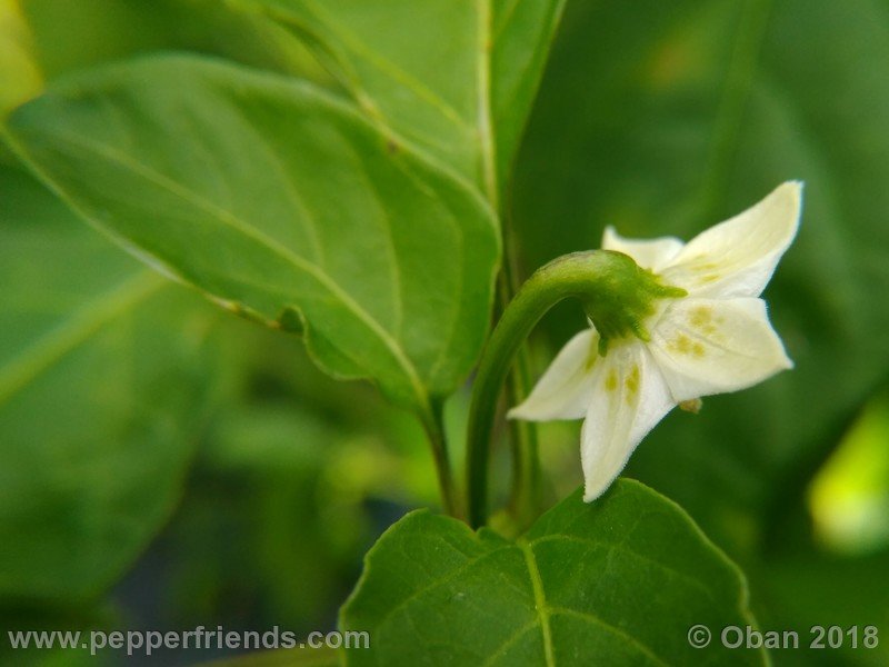 aji-amarillo_006_fiore_05.jpg