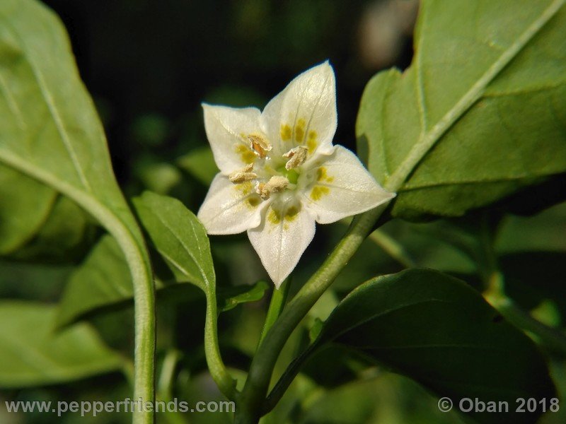 aji-amarillo_006_fiore_06.jpg