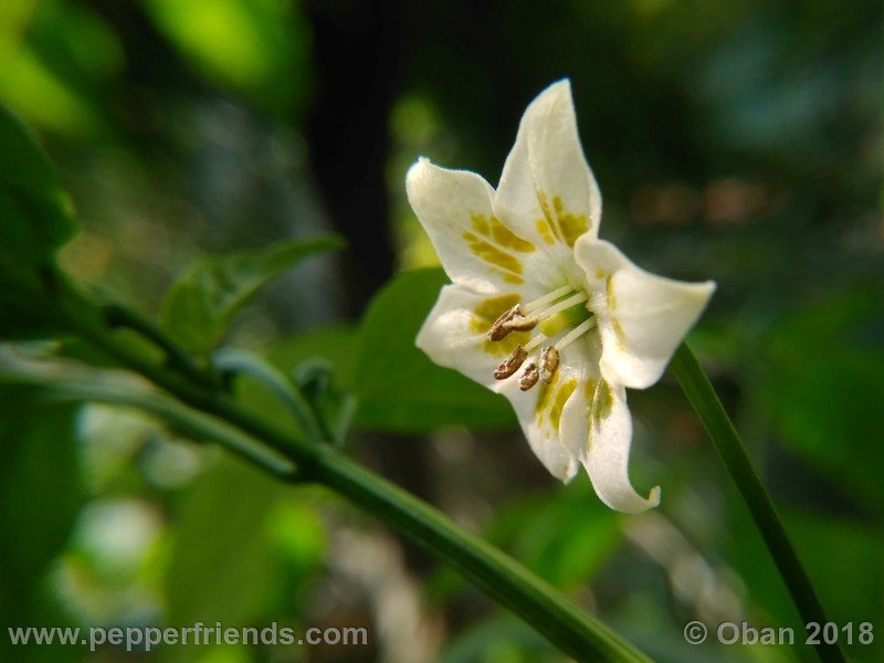 aji-amarillo_006_fiore_07.jpg