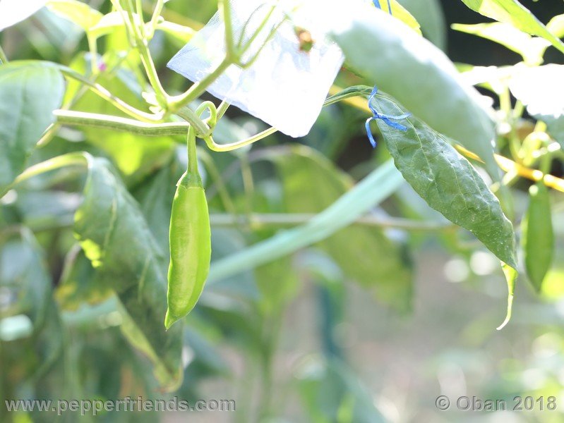 aji-amarillo_006_frutto_01.jpg