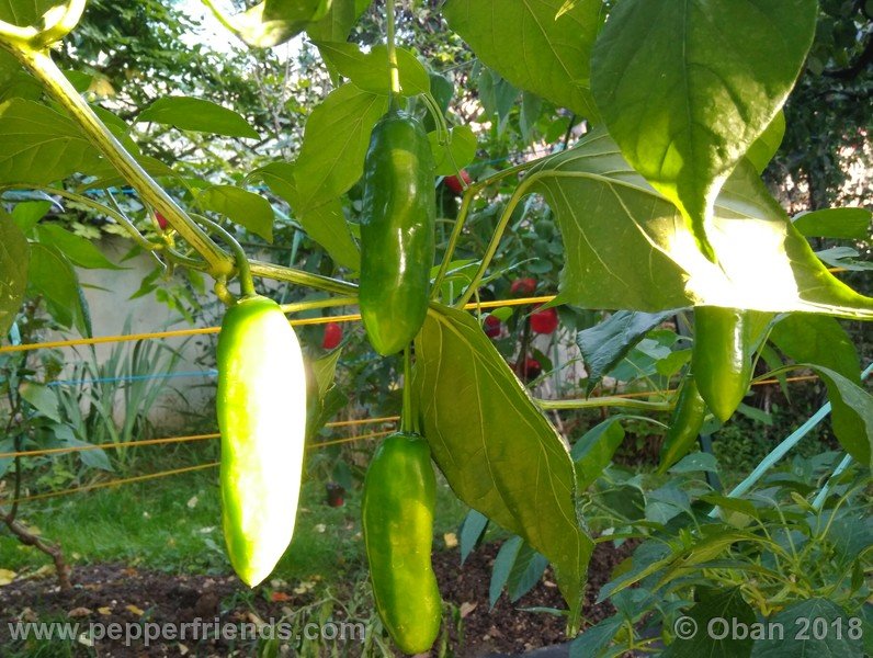 aji-amarillo_006_frutto_05.jpg