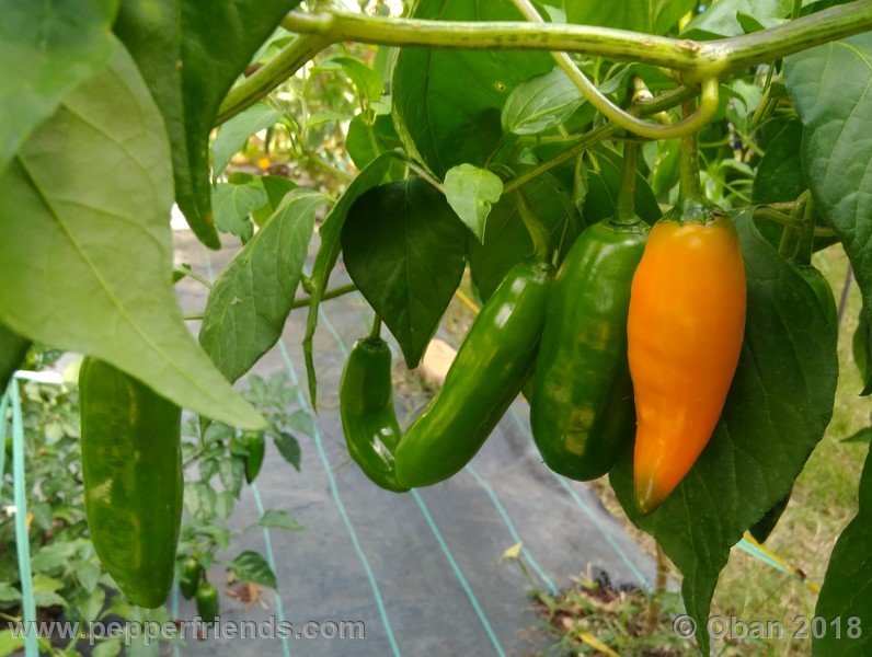 aji-amarillo_006_frutto_06.jpg