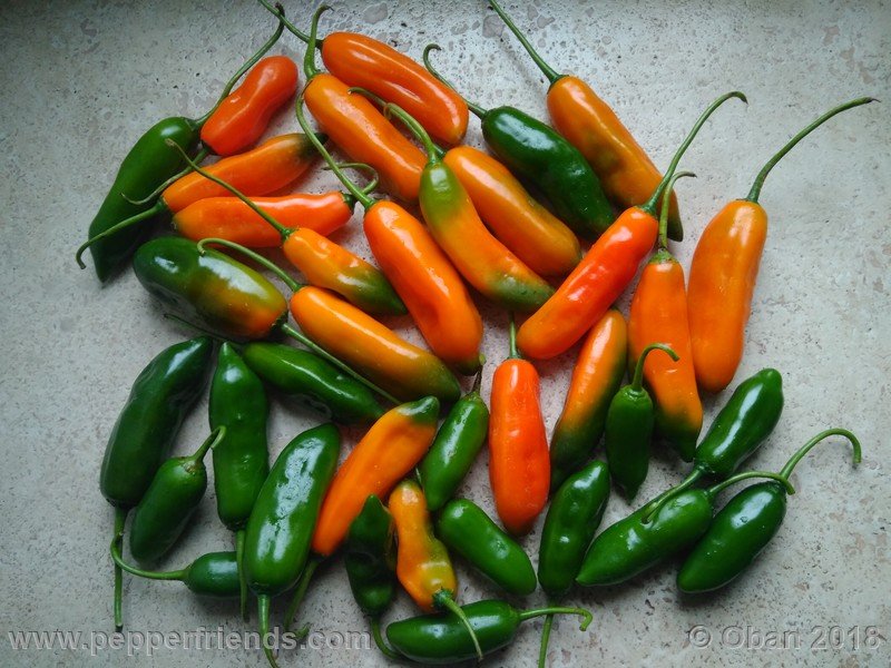 aji-amarillo_006_frutto_13.jpg