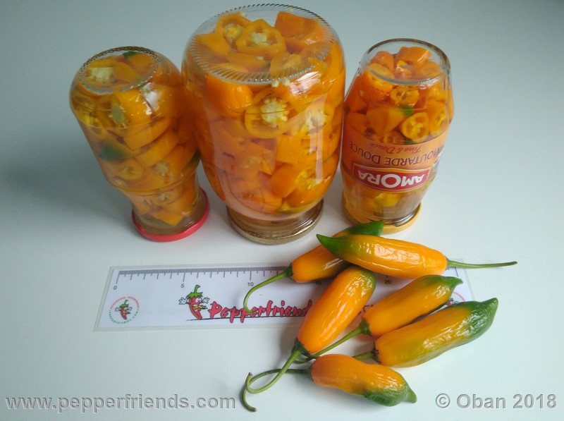 aji-amarillo_006_frutto_16.jpg