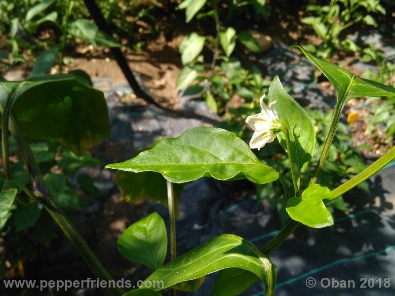 aji-amarillo_006_pianta_07.jpg