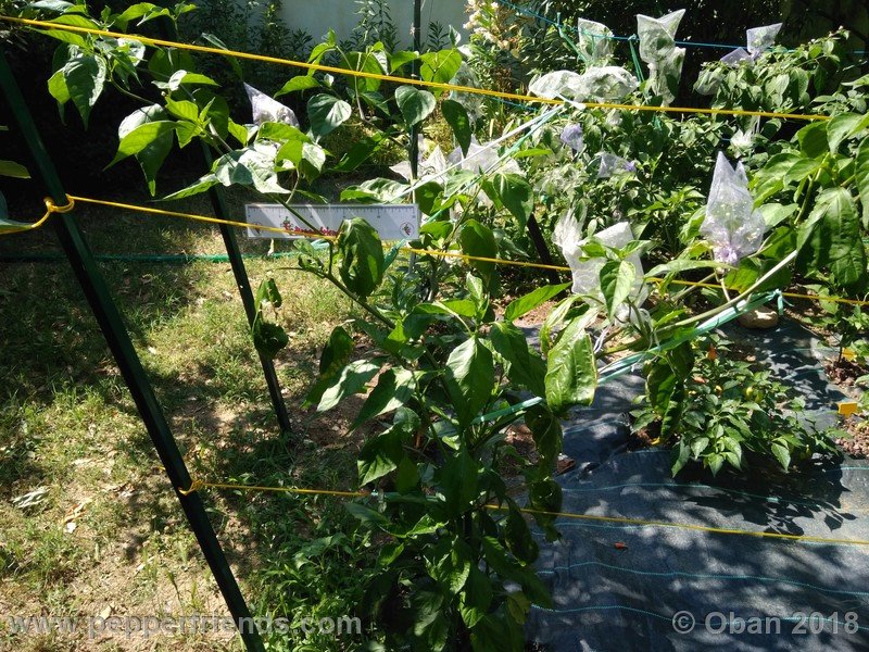 aji-amarillo_006_pianta_08.jpg