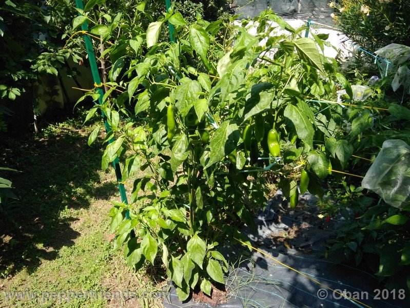 aji-amarillo_006_pianta_09.jpg