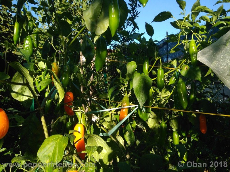 aji-amarillo_006_pianta_14.jpg